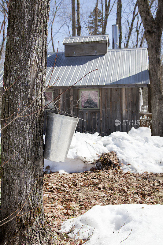 Sap Bucket和Sugar Shack